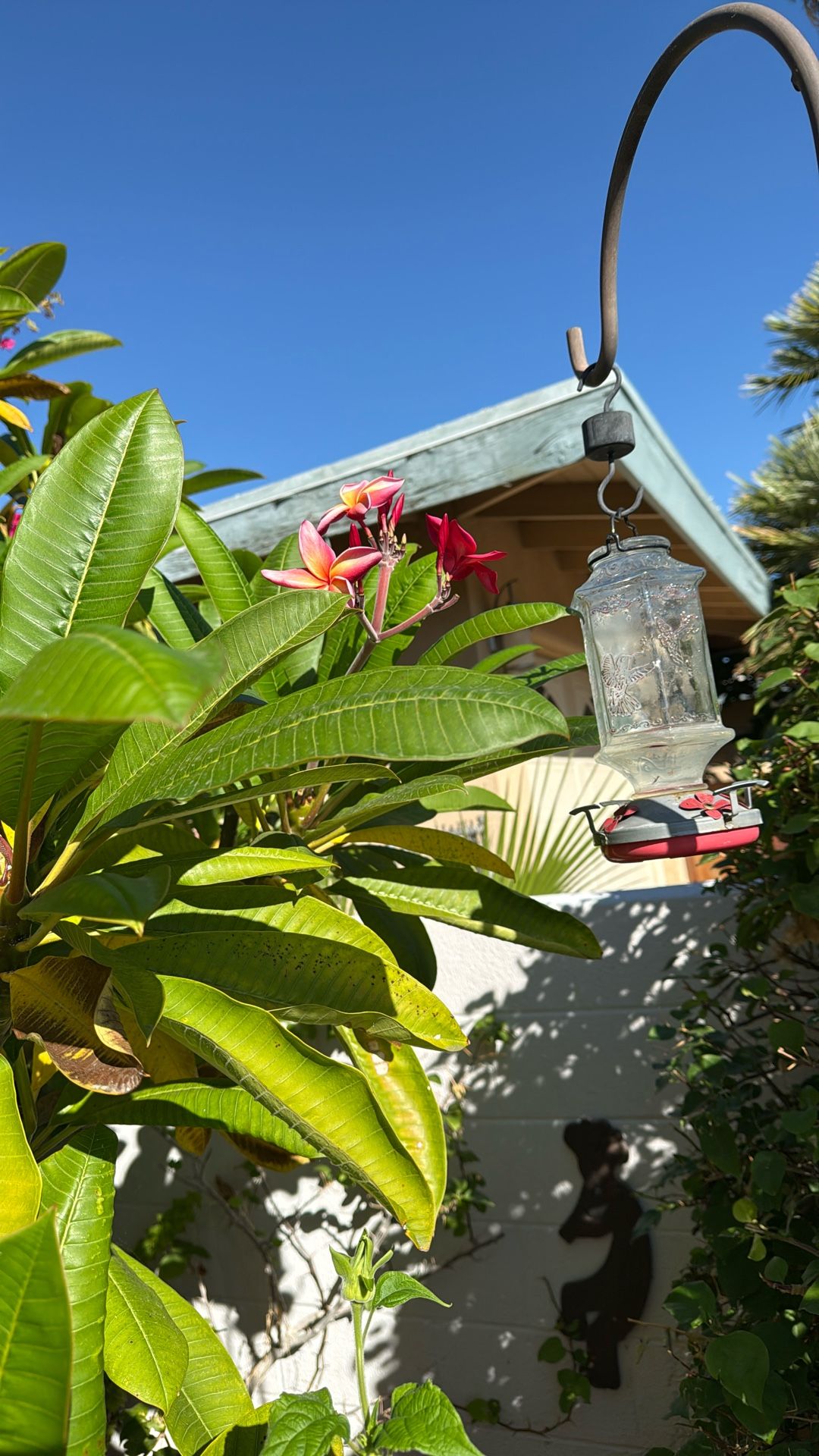 Free Plumeria Branches