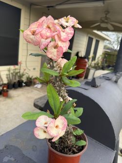 Crown Of Thorns