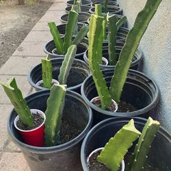 Valdavia Roja Dragon Fruit 🤤 🤤 🤤 2 For 30