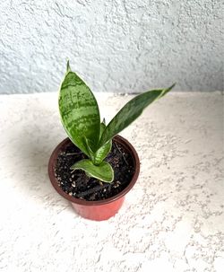 Sansevieria   Hahnii silver  star  plant