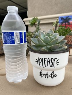 Live Succulent With Planter