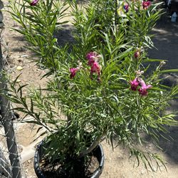 Desert Willow/ chilopsis