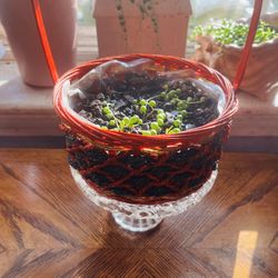 Strings Of Pearls Plant 