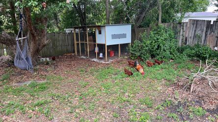 Gallinero /henhouse or chicken coop