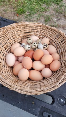 Fresh Eggs 