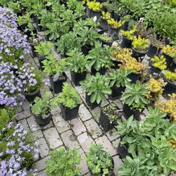 Perennials, Shrubs, And Trees For Sale 