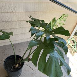 Big Monstera Delisiosa Plant