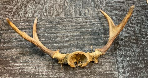 4 point antlers 20” spread