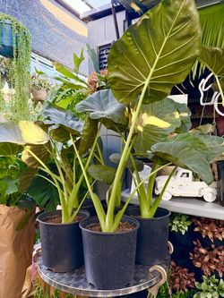Plants (8.5”pot🌿Alocasia Regal Sheild $25 each)