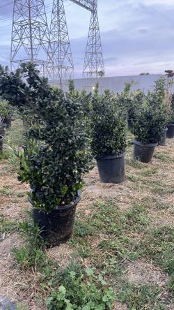Wax-leaf privet