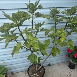 fig tree 4.5F  with the pot I Don’t Know The Name