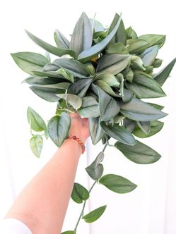 Scindapsus Treubii Moonlight Plant 6" Pot - Indoor House Plants