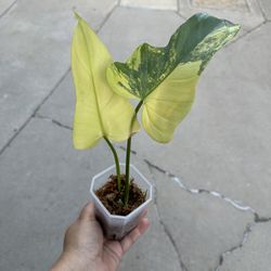 Variegated Philodendron Bippenifolium 