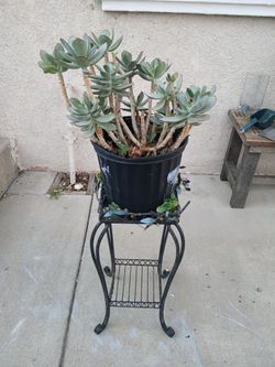 Large Succulent Arrangement – Multiple Varieties- Stand included.