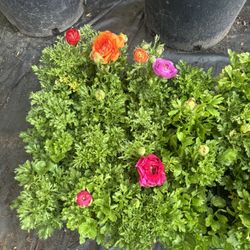 Ranunculus Flower 