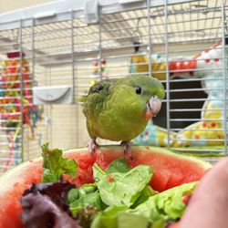 Large Bird Cage For Linnies / Lineolated Parakeet