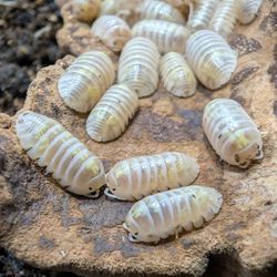 Isopod enclosure