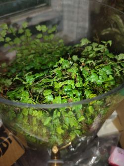String of frogs cuttings