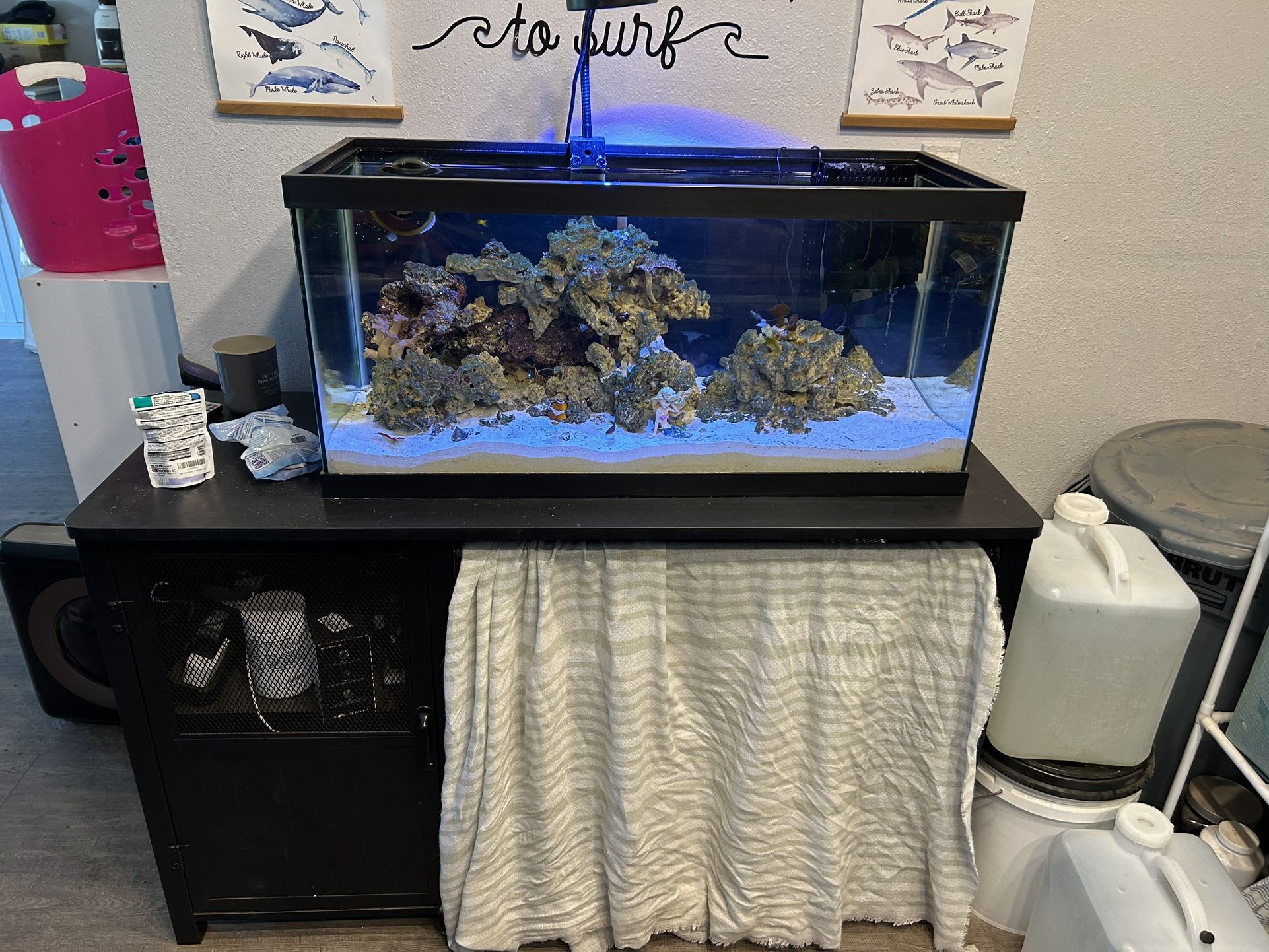 40 Gallon Saltwater Tank Setup