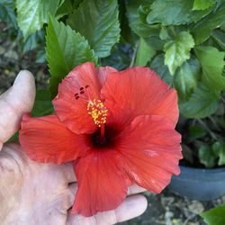 Hibiscus Bush
