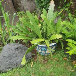 Red Night Blooming in Ceramic Large Pot