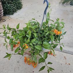 Mexican Flame Vine Beautiful And Healthy HANGING BASKETS PLANTS ARRIVED. $15 each