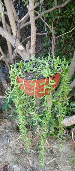 Strings of bananas hanging plant