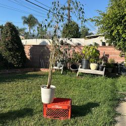 Beautiful Ficus Tree
