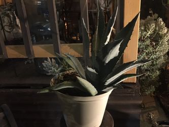Plant