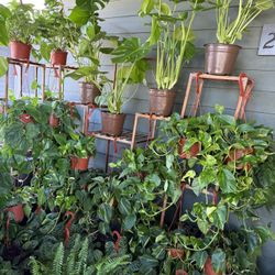 Lots Of Healthy Houseplants For Sale