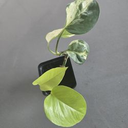 Mixed Pothos