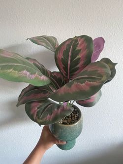Plant decor
