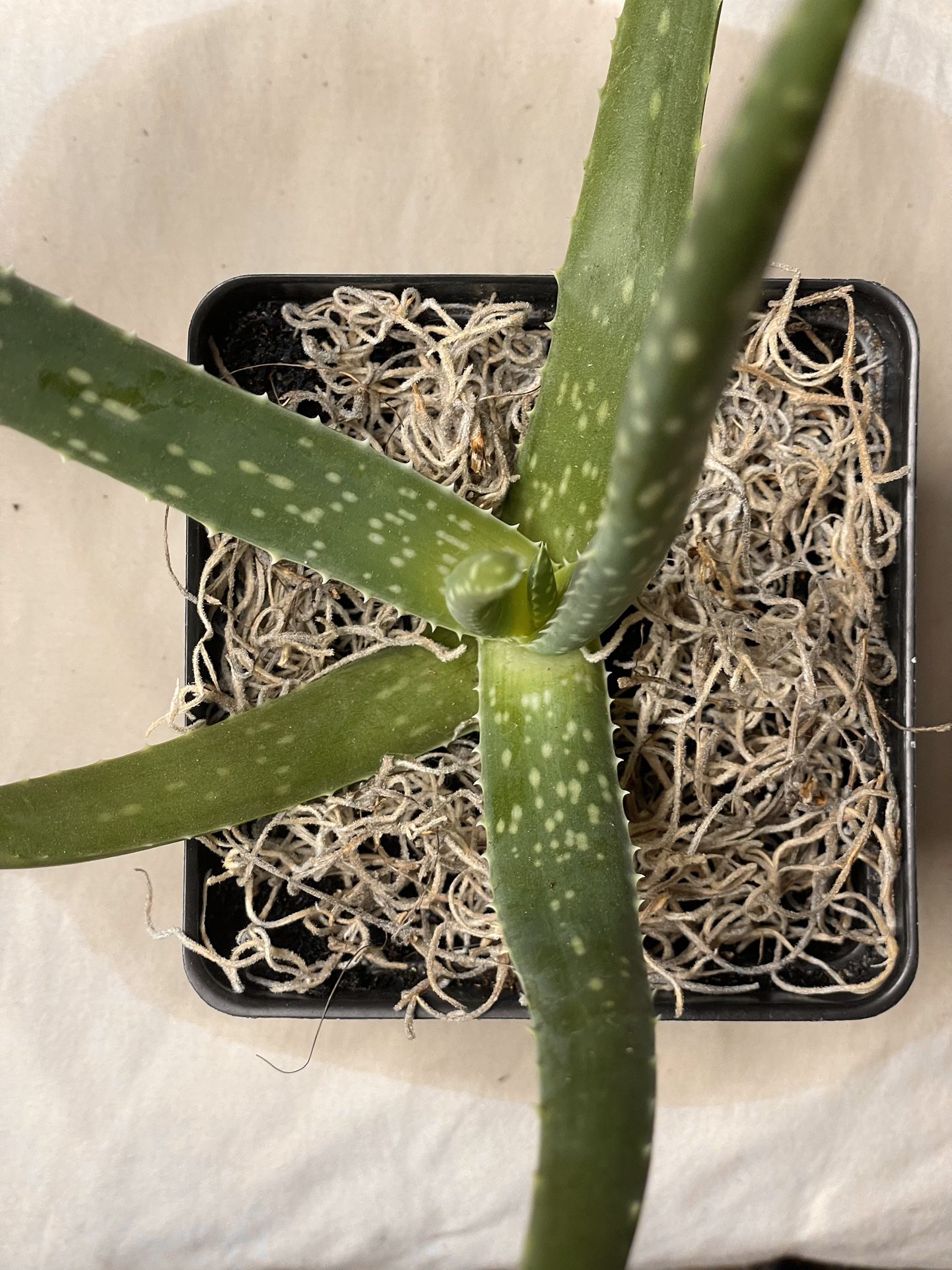 Aloe Plant