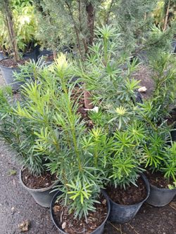 Podocarpus privacy hedges on sale now $6
