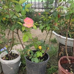 Roses / Rosales