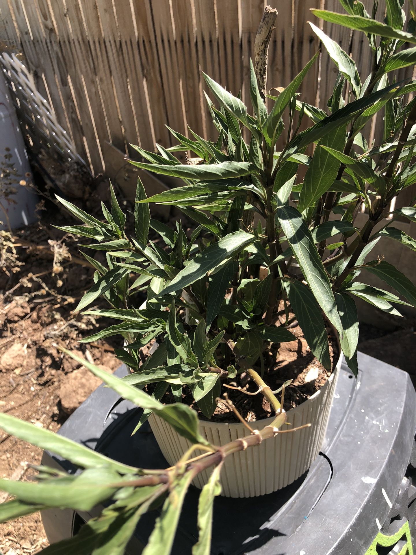 Mexican Petunia, also known as Ruellia simplex (or formerly Ruellia brittoniana)