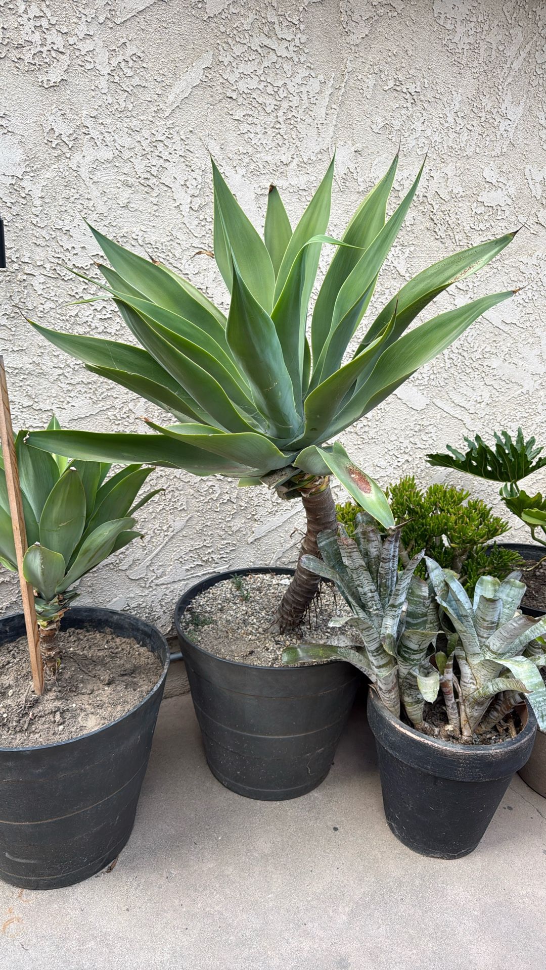 Large Agave Plant