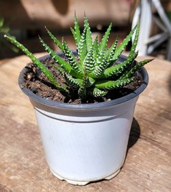 Haworthia And Succulent