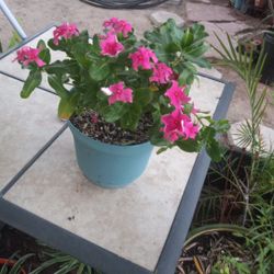 Vinca Plant $8