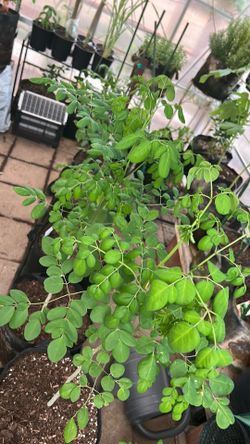 Moringa tree in 5gal fabric pot (sprouted from seeds)