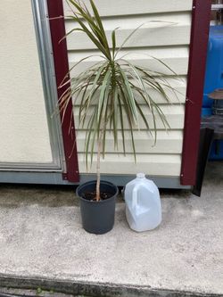 Dracaena Marginata a/k/a Madagascar Tricolor Dragon Tree 33” Tall