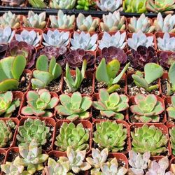 Echeveria & Succulent