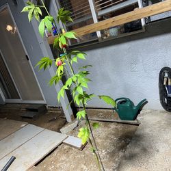 Abutilon or Tiger Eye Chinese Lantern Plant