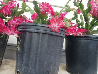 Christmas Cactus 🌵 $18each 