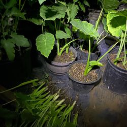 COLOCASIA ELEPHANT EARS/ BẠC HÀ
