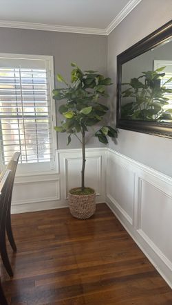Fig Tree