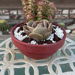 Very Healthy Succulent’s In Nice Bowl 