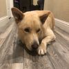 Mya