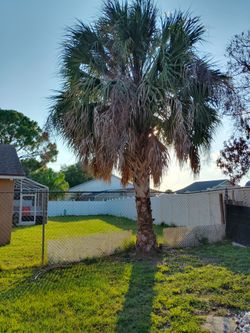 Palm tree