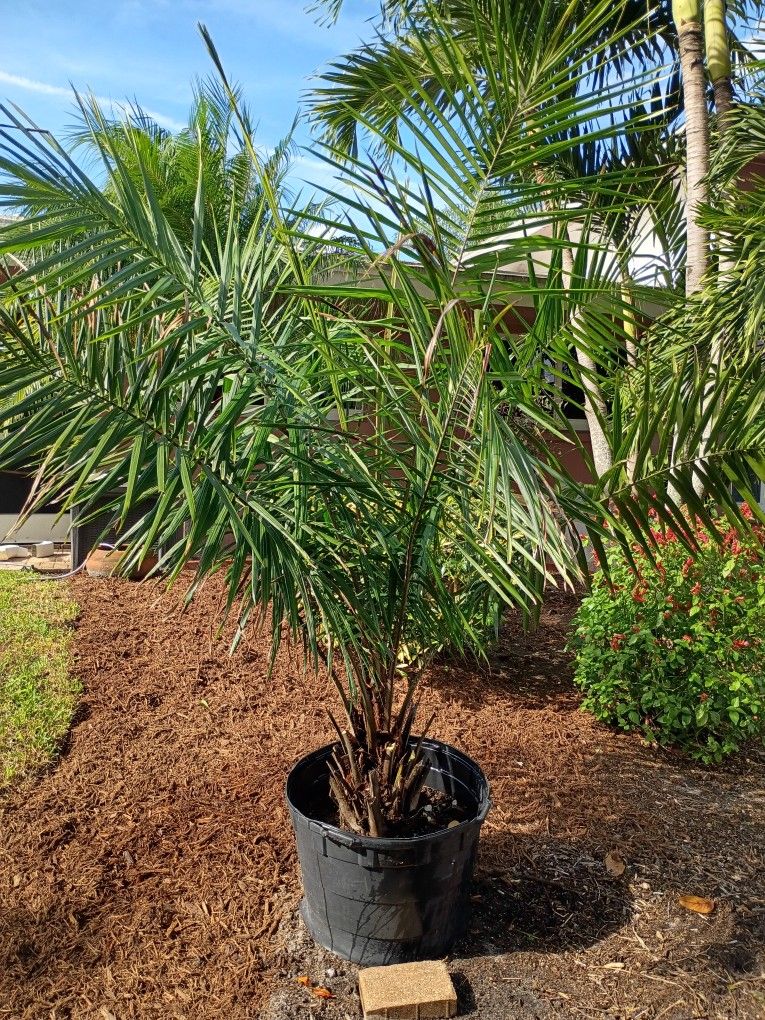 African Oil Palm Excotic